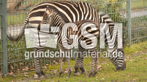 Böhm-Zebra_2.jpg